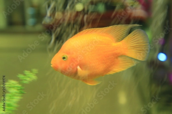 Obraz fish in aquarium