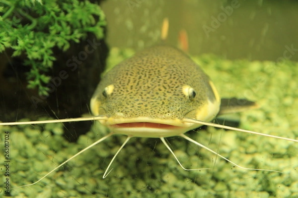 Obraz fish in aquarium