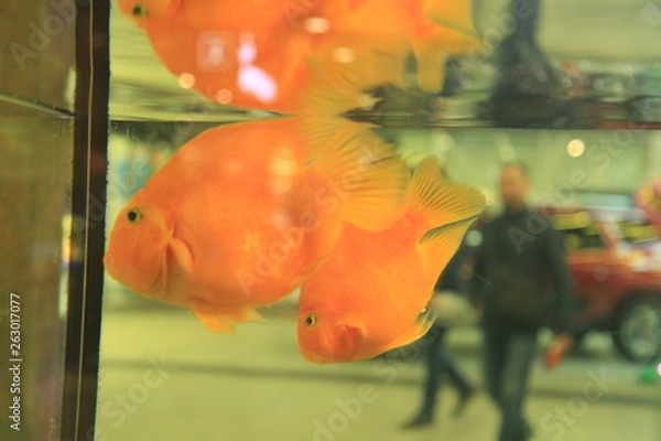 Obraz fish in aquarium