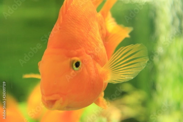 Obraz fish in aquarium