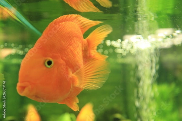 Obraz fish in aquarium