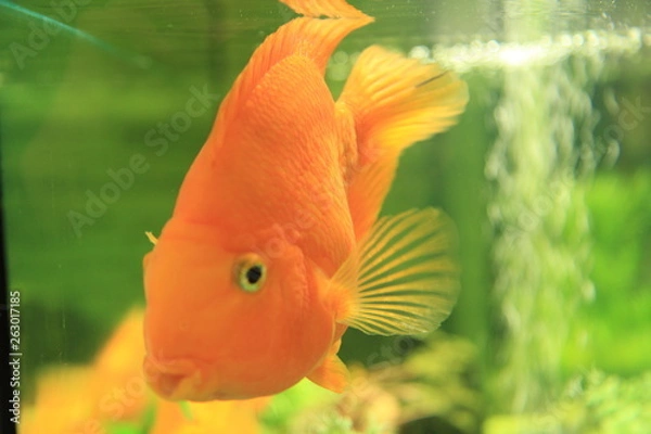 Obraz fish in aquarium