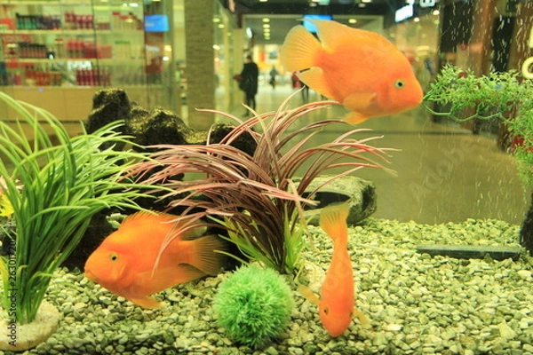 Obraz fish in aquarium