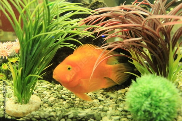 Obraz fish in aquarium