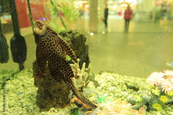 Obraz fish in aquarium