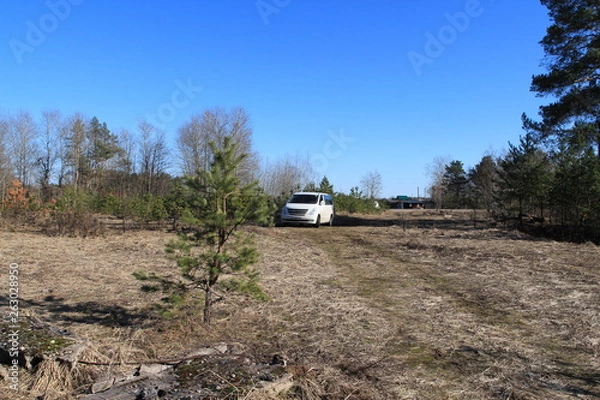 Obraz  car in the forest