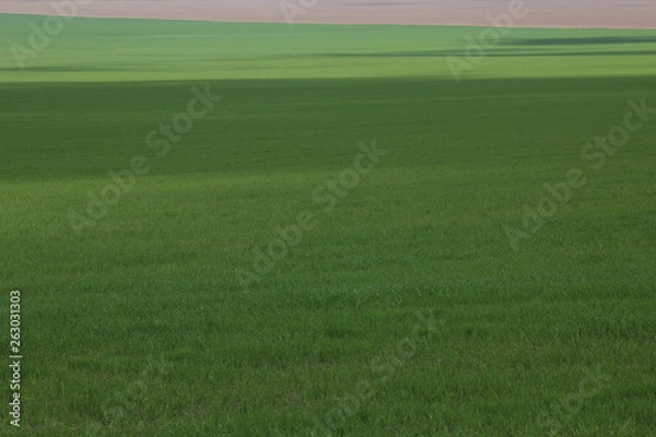 Obraz Green meadows and pasture.