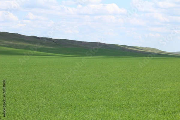 Obraz Green meadows and pasture.