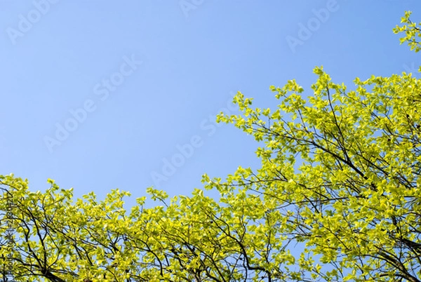 Fototapeta 新緑のカキノキの葉と空