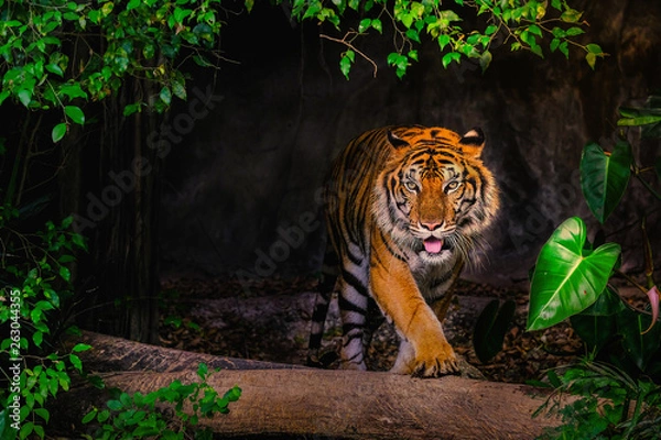 Fototapeta Tygrys syberyjski (Panthera tigris tigris) zwany także tygrysem amurskim