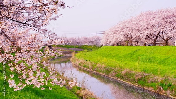 Obraz 佐保川の桜並木