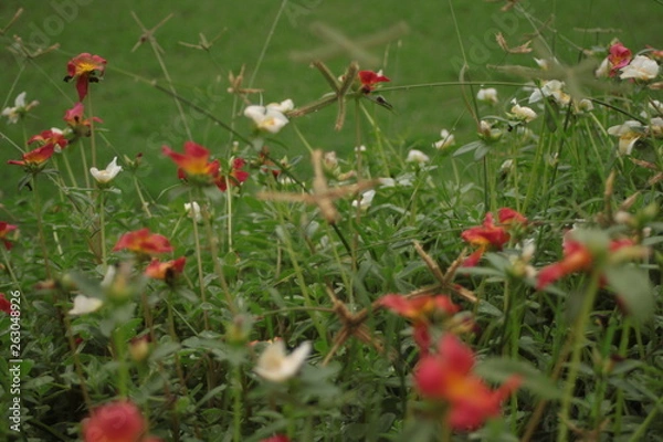 Obraz poppies in a field