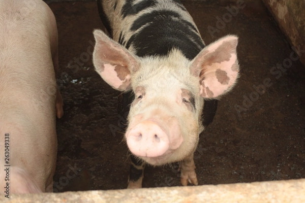 Obraz pig on farm