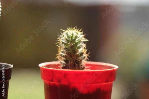 Obraz cactus in pot