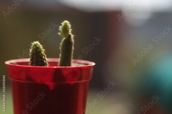 Obraz cactus in pot