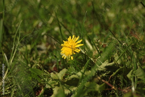 Obraz dandelion in grass