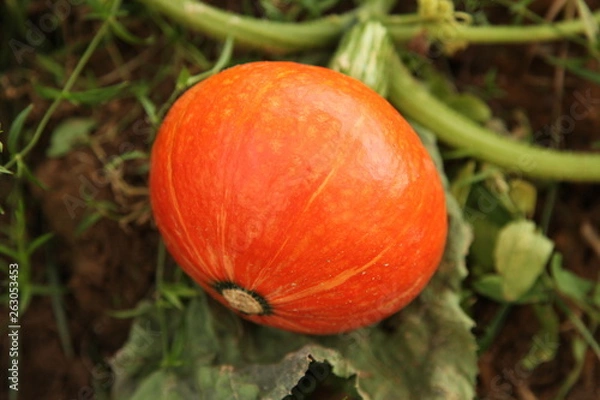 Obraz Potimaron orange, citrouille 