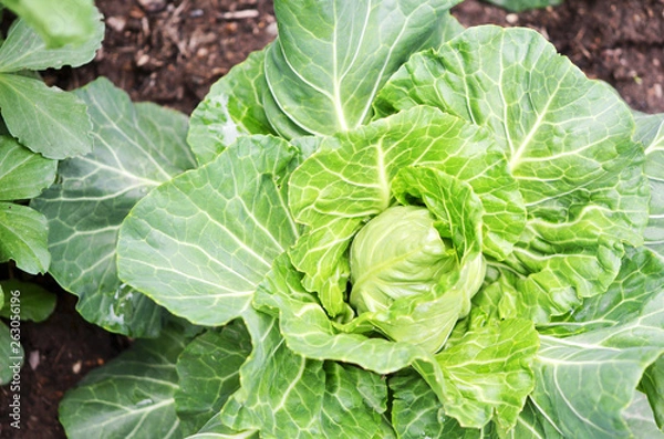 Obraz .Closeup top view of fresh green cabbage. Organic cabbage vegetable food in field garden, cabbage in the garden.
