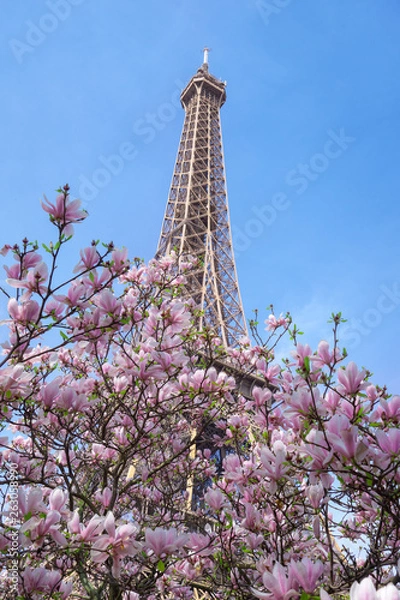 Fototapeta Spring trees in paris
