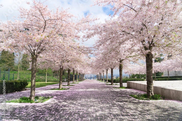 Obraz Wiosenne drzewa w Paryżu