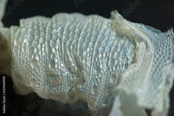 Obraz Leopard Gecko shed