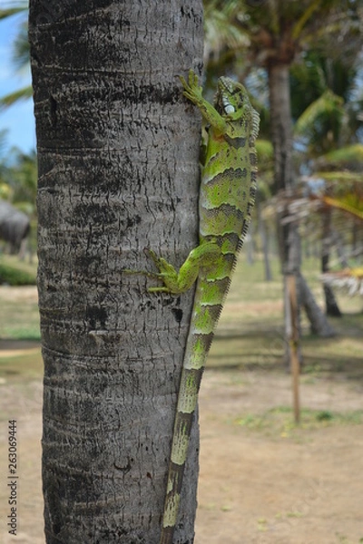 Obraz Brazilian Lizard III