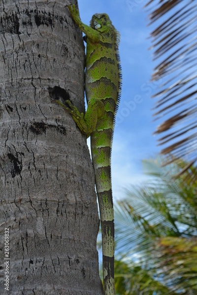 Obraz Brazilian lizard