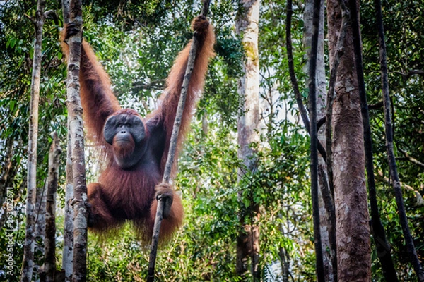 Fototapeta A male orangutan lounges in a tree in the jungles of Borneo. Plenty of copy space.