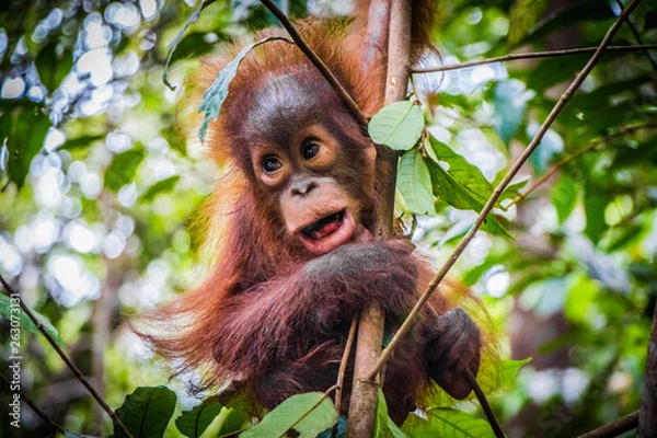 Obraz World's cutest baby orangutan hangs in a tree in jungles of Borneo with mouth open