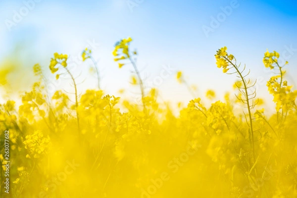 Fototapeta Rape seedlings in bloom during the spring with their beautiful golden yellow color.