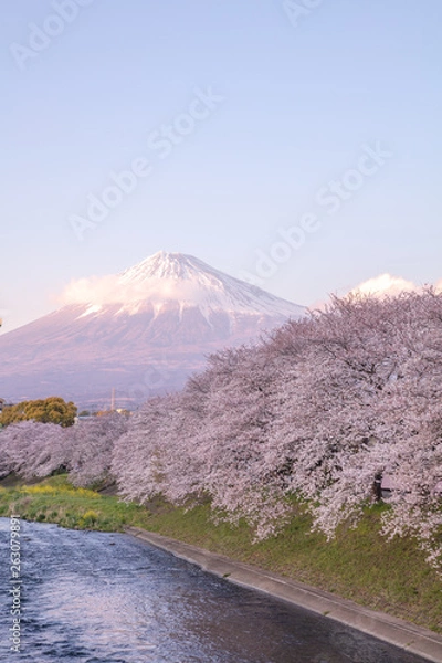 Obraz 静岡県 富士山 龍巌淵 桜