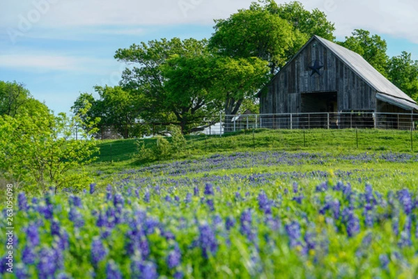 Obraz View of old barn with bluebonnet field in front near Texas Hill Country