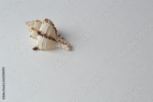 Obraz seashell on white background