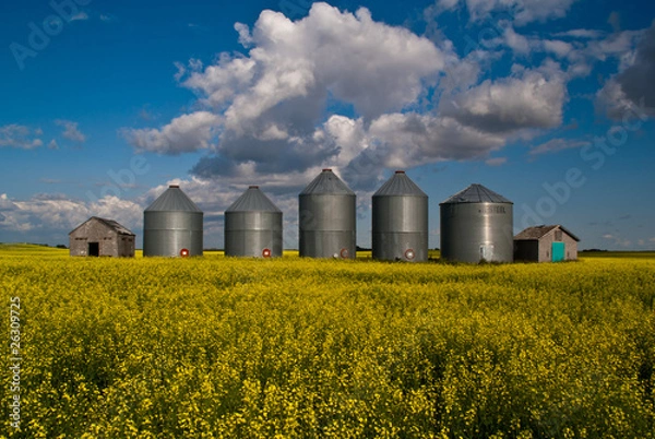 Fototapeta A row of steel grain bins in a field of yellow canola flowers