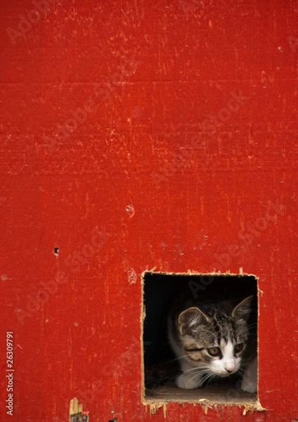 Fototapeta A kitten peers out of a square hole in a red farm building