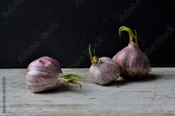 Obraz garlic