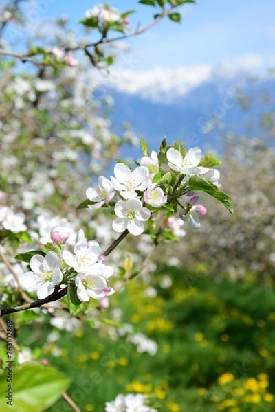 Fototapeta Apfelbaumblüten - Apfelbaum - Blütezeit - Freisteller