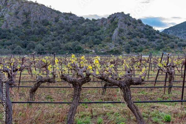 Fototapeta Old trunks of wine grape plants in rows in vineyard in spring