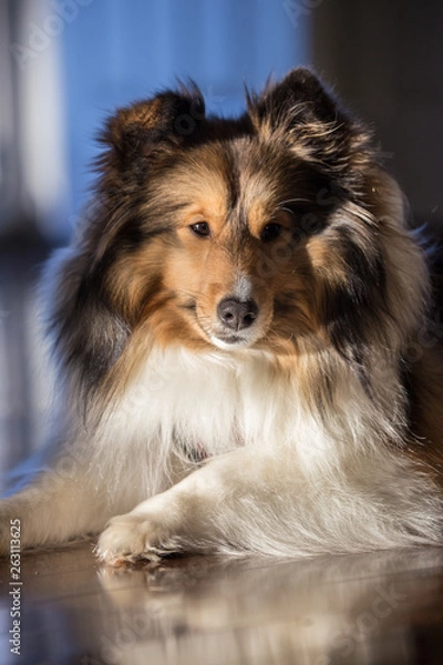 Fototapeta Dozing Dog