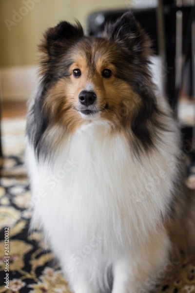 Fototapeta Fall Backyard