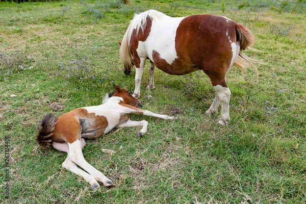 Fototapeta small foal lying in the grass after a long breastfeed. At his side a spotted mare that can finally be fed
