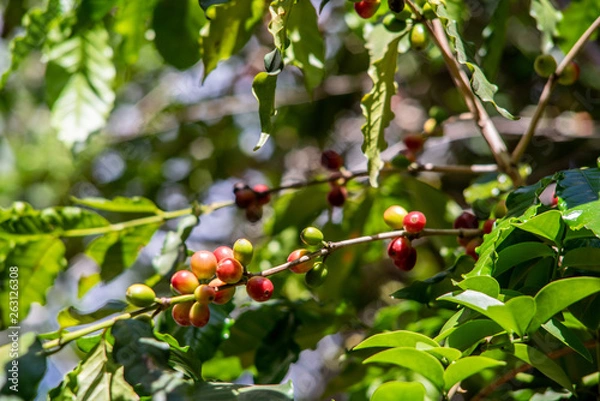 Obraz coffee beans on a twig