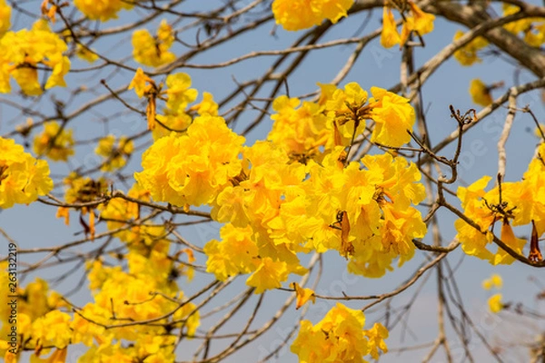 Fototapeta yellow flowers bloom in spring