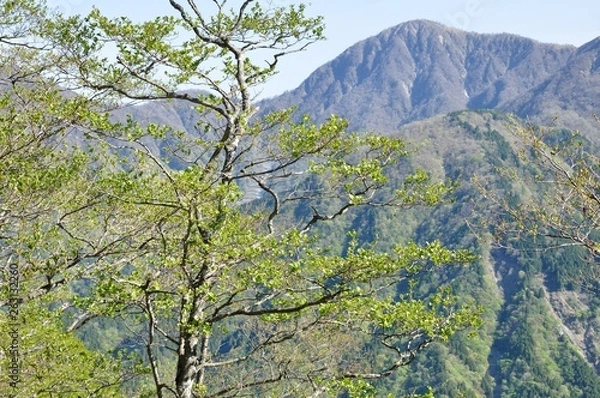 Fototapeta 芽吹いたブナと蛭ヶ岳