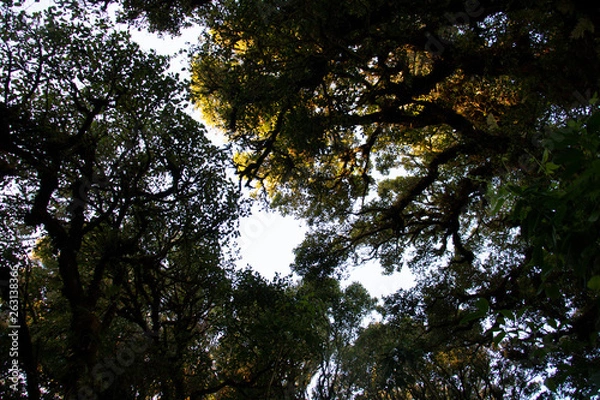 Obraz darktone of tree and blue sky