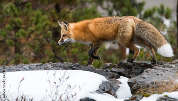 Obraz Red fox in the wild