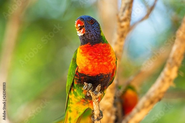 Obraz Rainbow lorikeet