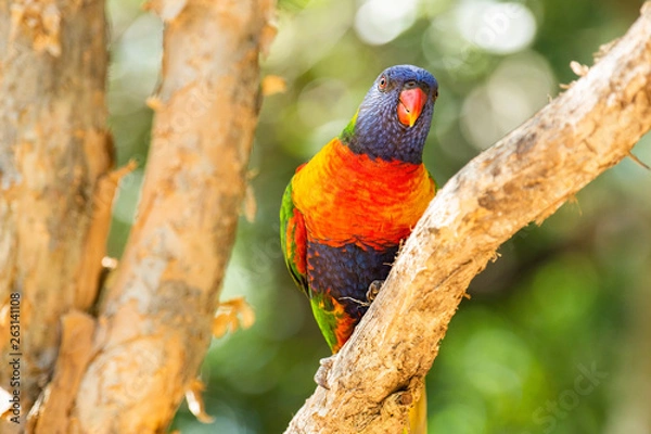 Obraz Rainbow lorikeet