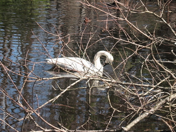 Obraz Ukrywanie łabędzia