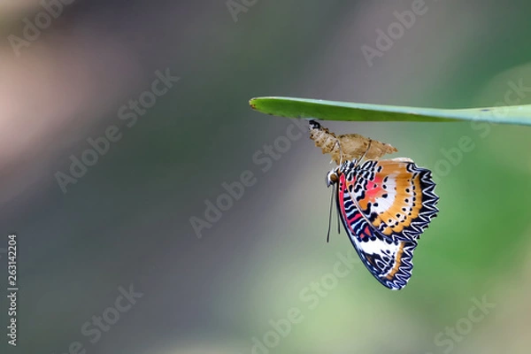 Fototapeta  Leopard Lacewing Butterfly on Chrysalis in the garden.